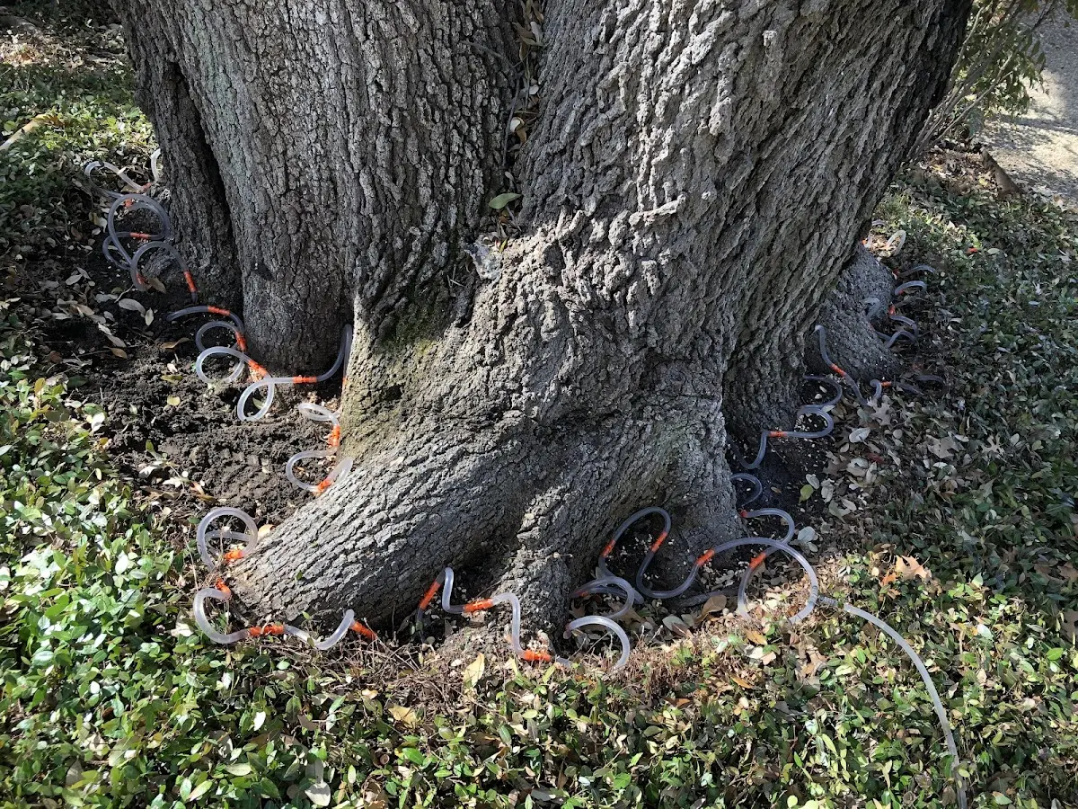 Detailed Tree Cabling and Bracing job site in Sylvester