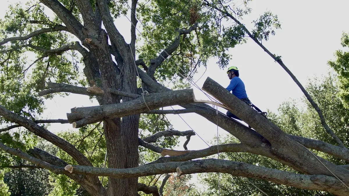Professional Hazardous Tree Removal performed by certified arborists in Sylvester